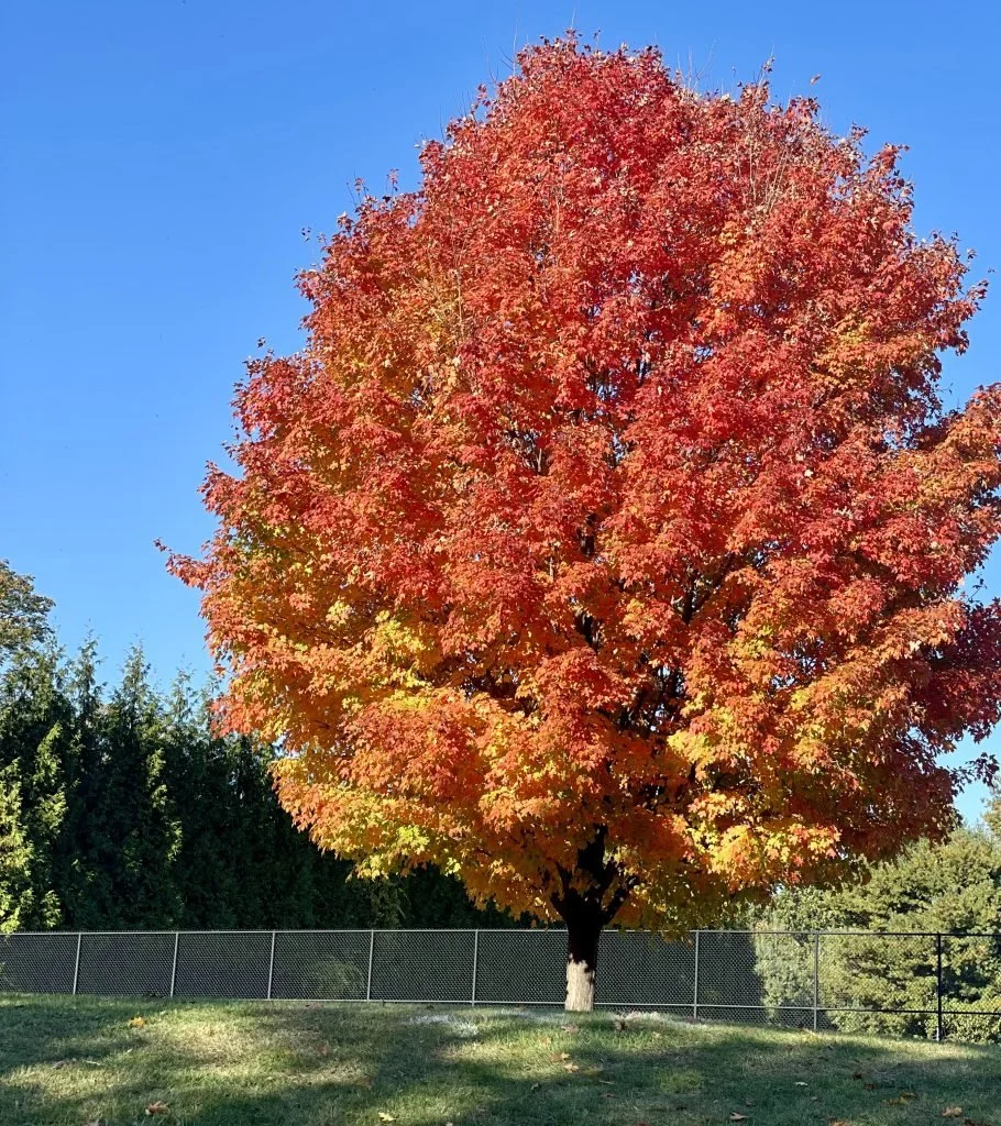 Ohio: A Tourist’s Guide to Traveling Gluten-free