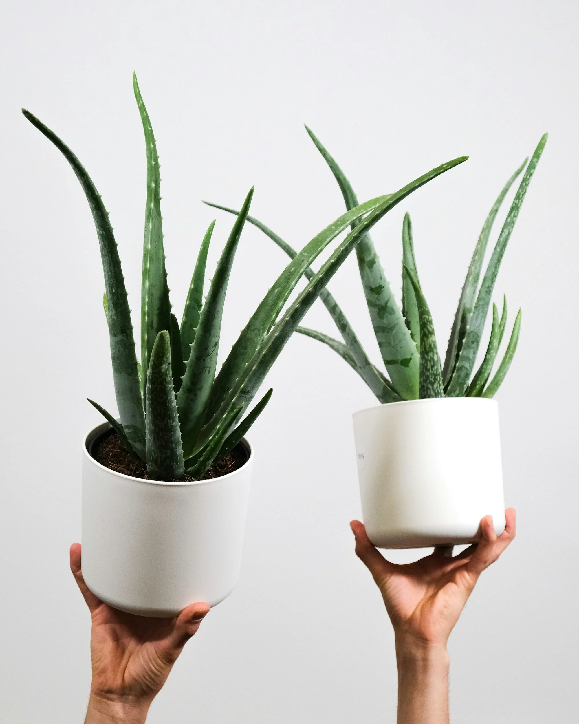 Nature’s Medicine Cabinet: Natural Products for First Aid that Actually WORK