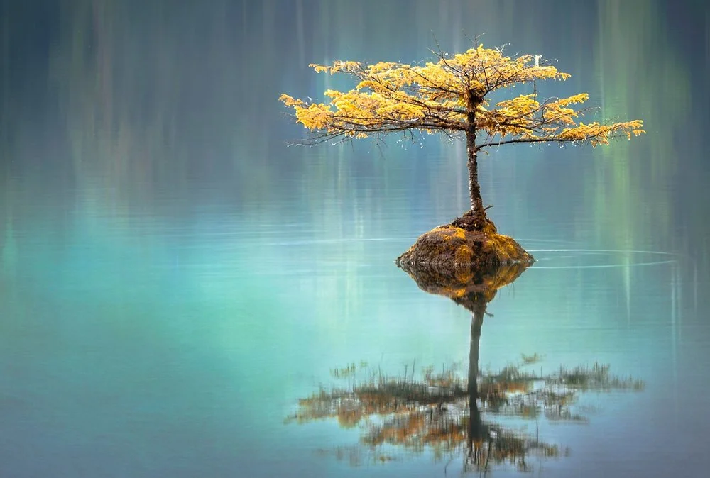 A small tree with yellow leaves growing on a rock in calm water, with a reflection of the tree and rock, and a blurred background of greenish-blue vertical lines.