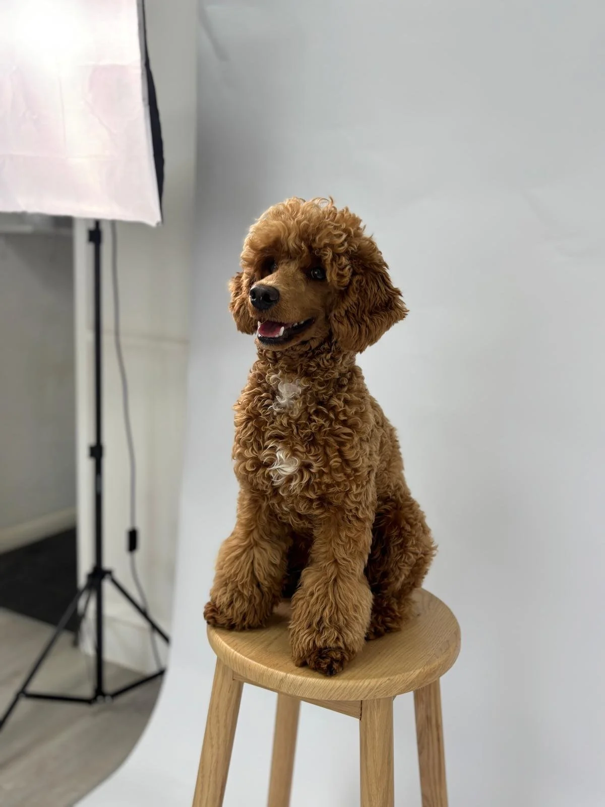 A brown poodle puppy sitting on a wooden stool in front of a white background with photography equipment visible on the side.