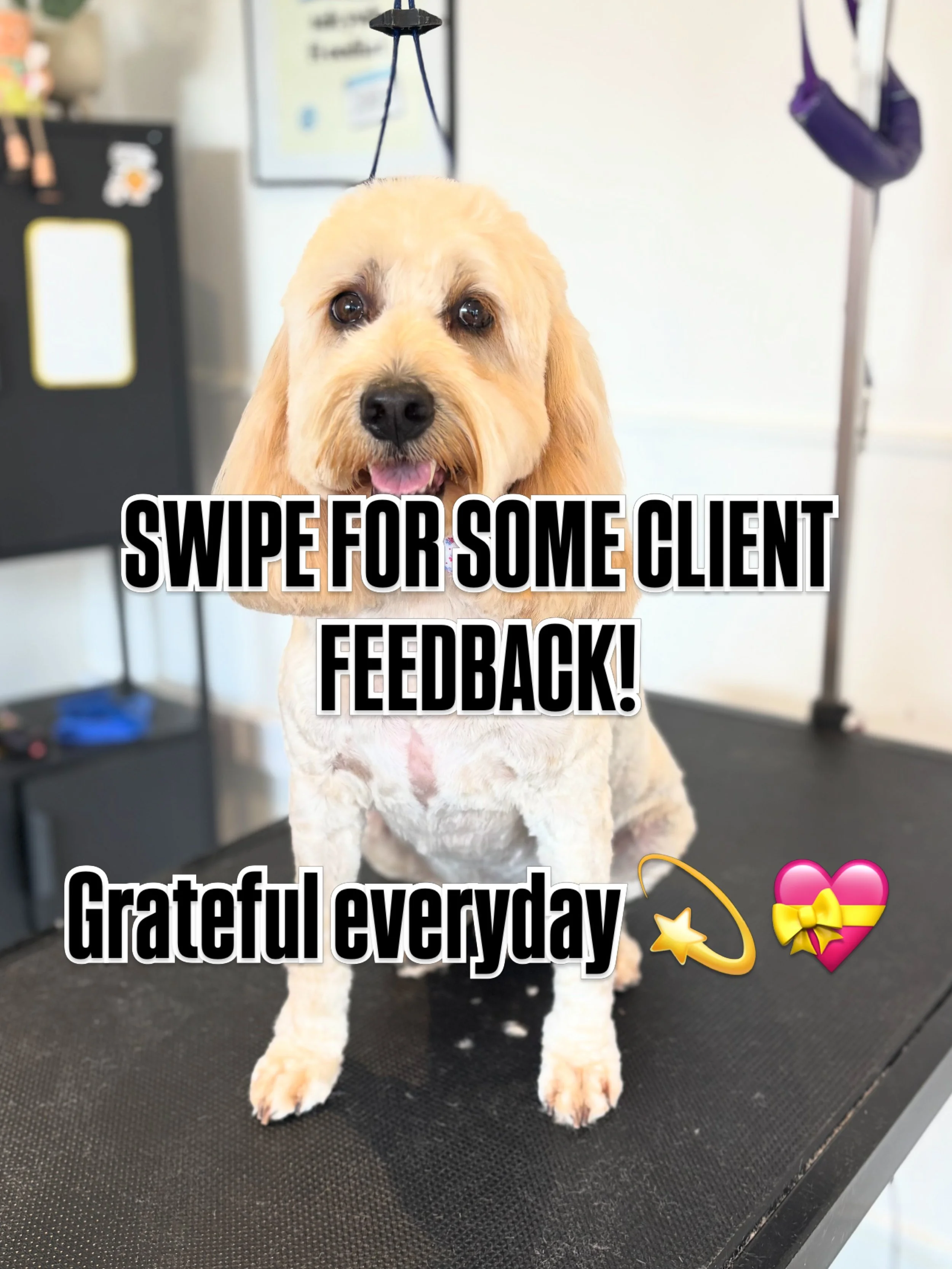 With more and more corporate companies buying out the pet industry, creating sweat shops&hellip; supporting independent businesses just like mine, really does make the world go round ( and very happy pets!) 💛🥹

Everyday I aim to make every client l