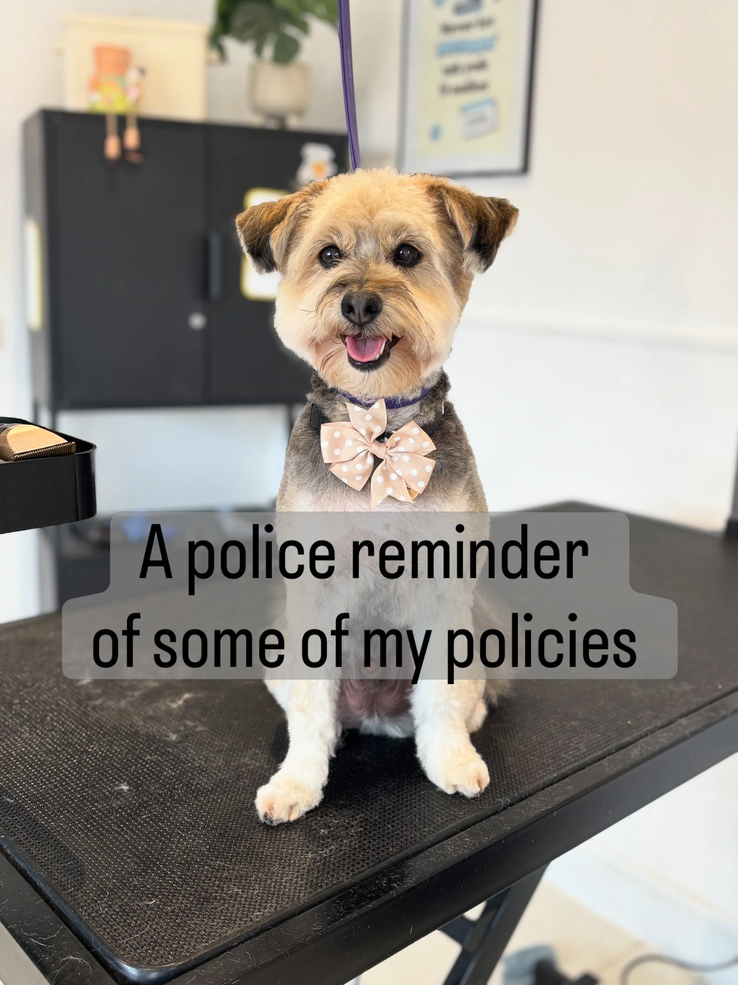 A polite* reminder 💝

More and more groomers are facing backlash due to their policies. 

Policies protect our income. 
Protect our diary. 
Protect our visitors. 

They are not there to be difficult. 
They are there to protect our time and expertise