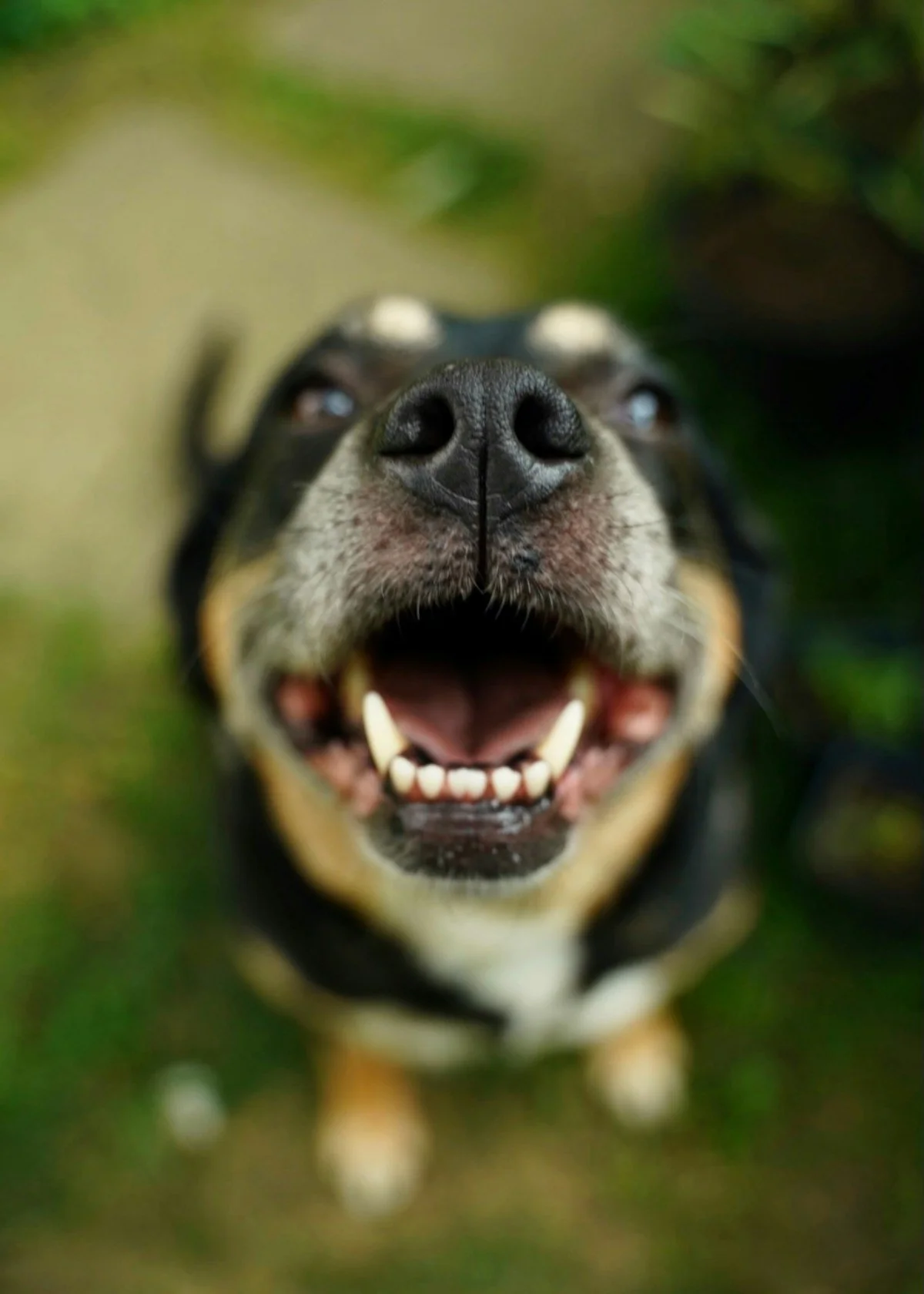 Close-up of a happy dog's face, showing its nose, open mouth with teeth, and blurred green background.