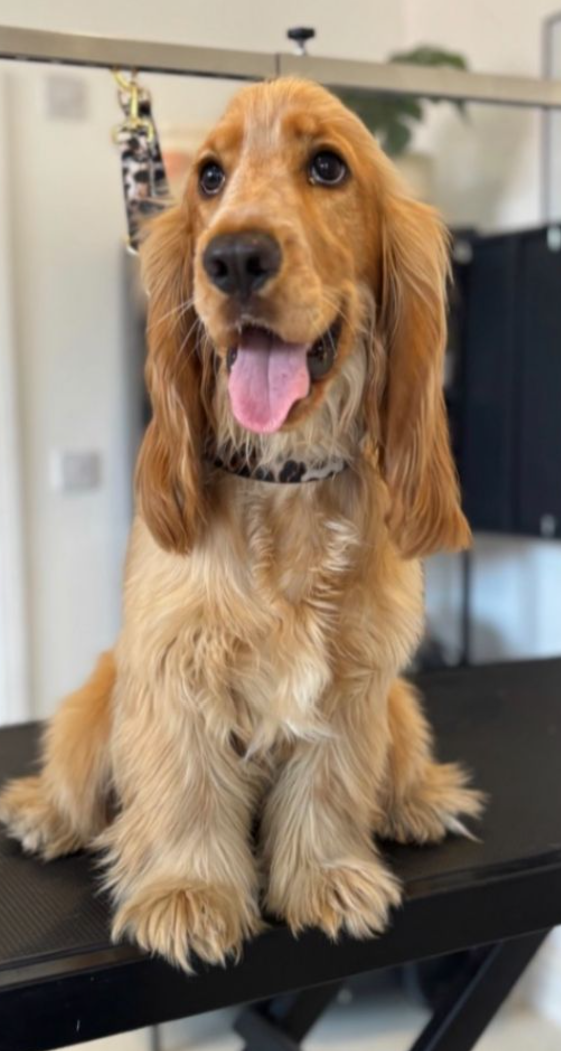 Golden retriever puppy sitting on a grooming table with its tongue out and looking up.