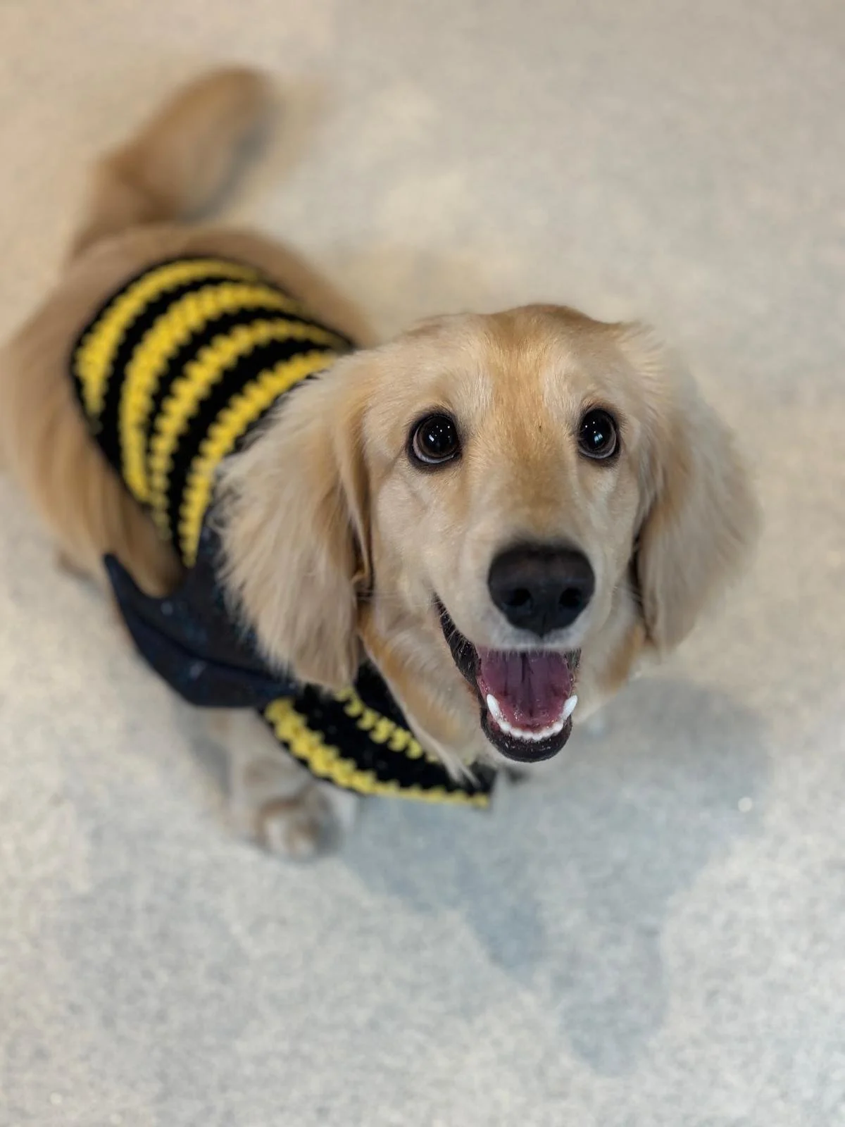 Adorable golden retriever puppy wearing a yellow and black striped sweater, looking up with a happy expression inside a building.