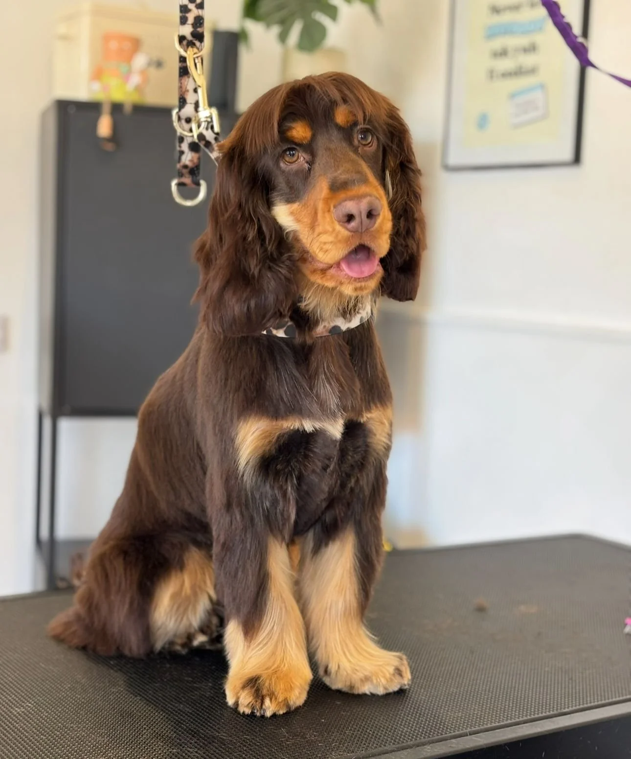 A brown and tan puppy sitting on a grooming table with a leash attached, indoors with a blurred background of a white wall and a bulletin board.