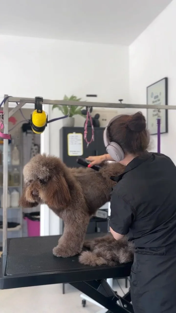 Dog being groomed on a grooming table, with a person wearing ear protection using a clipper.