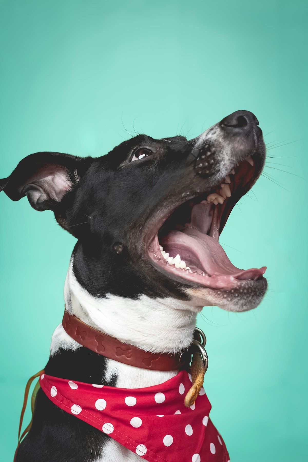 A black and white dog with a red bandana, yawning against a green background.