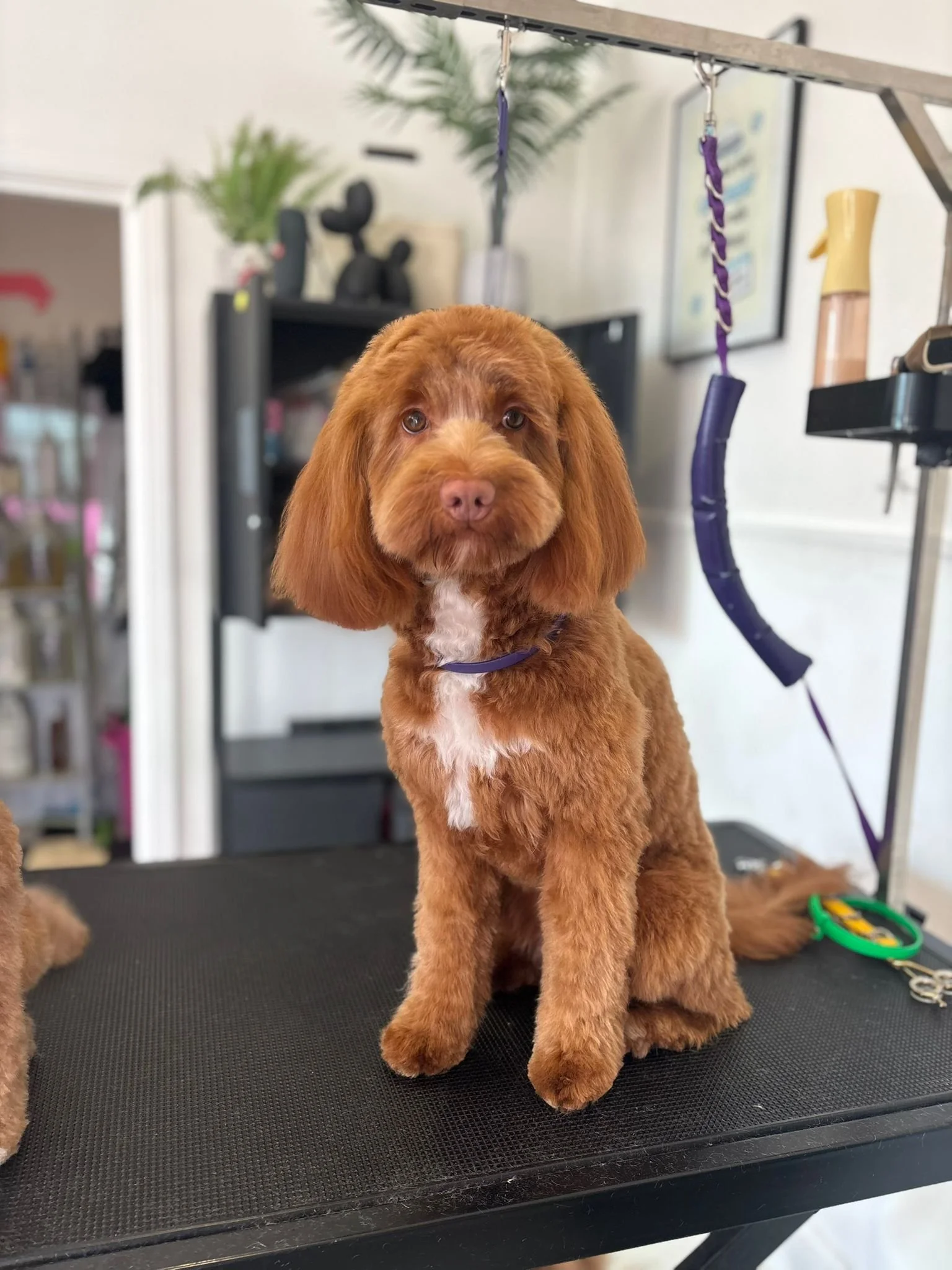 A cute brown dog with long ears sitting on a grooming table at a pet grooming salon. The background includes grooming tools, plants, and shelving.