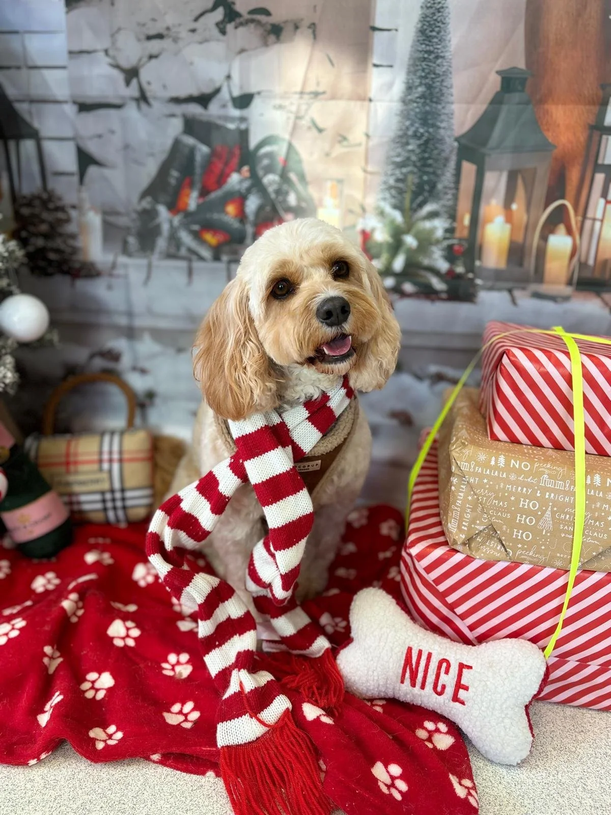 A cute dog with light brown and white fur wearing a red and white striped scarf, sitting on a red blanket with paw prints, surrounded by Christmas presents and decorations, in front of a festive backdrop.