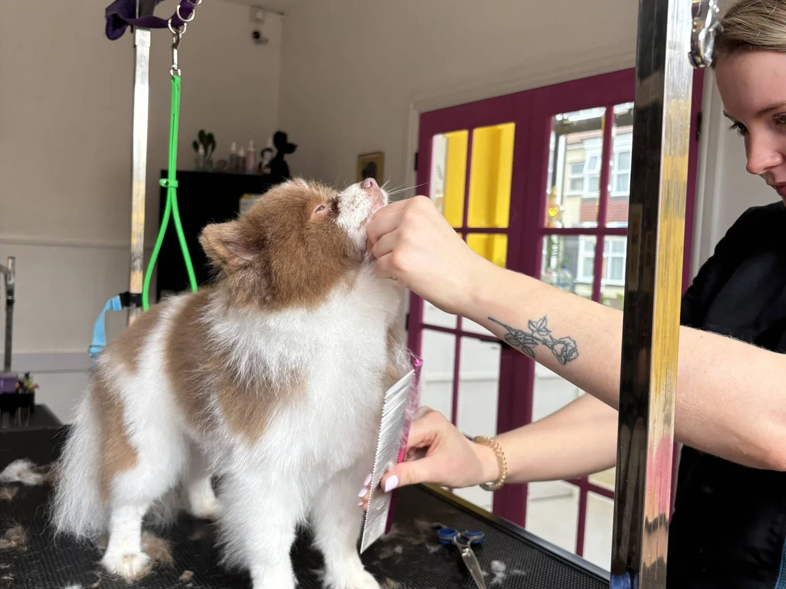 A person grooming a small fluffy dog on a grooming table inside a salon.