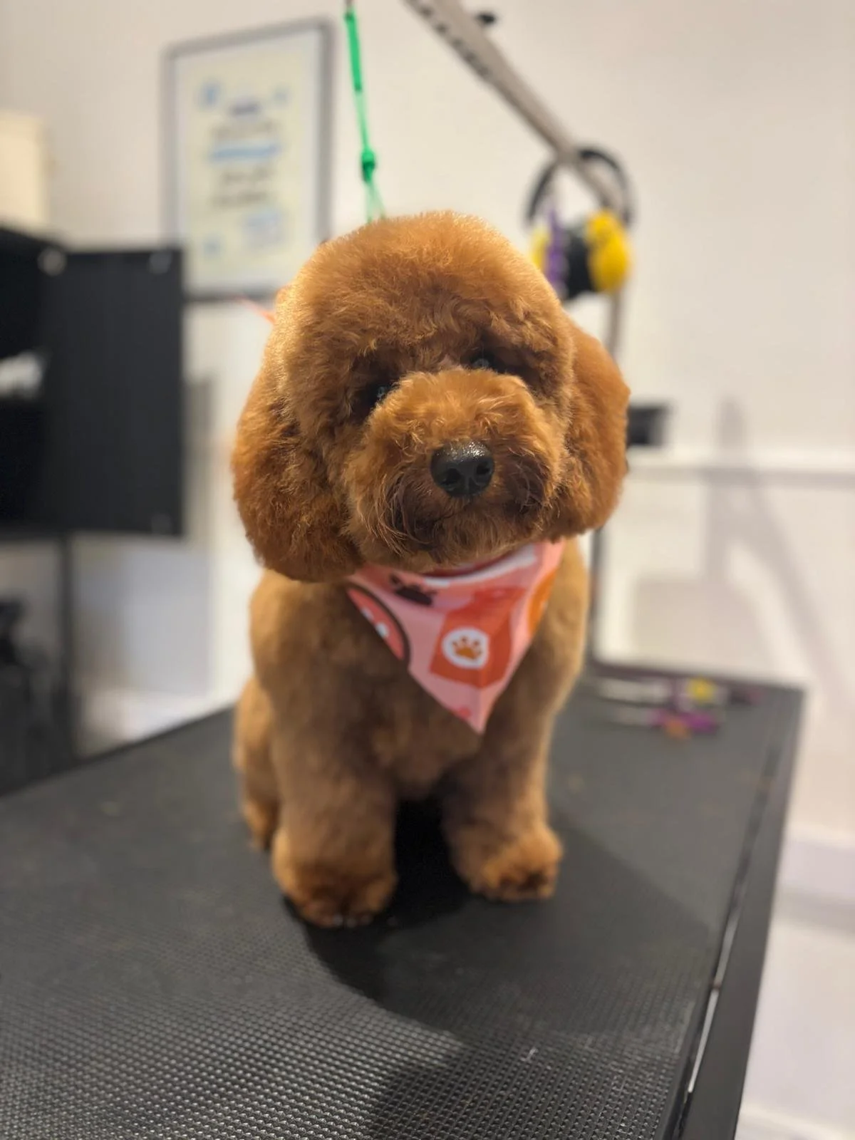 A small brown poodle with curly fur, wearing a pink bandana, sitting on a grooming table in a pet grooming salon.