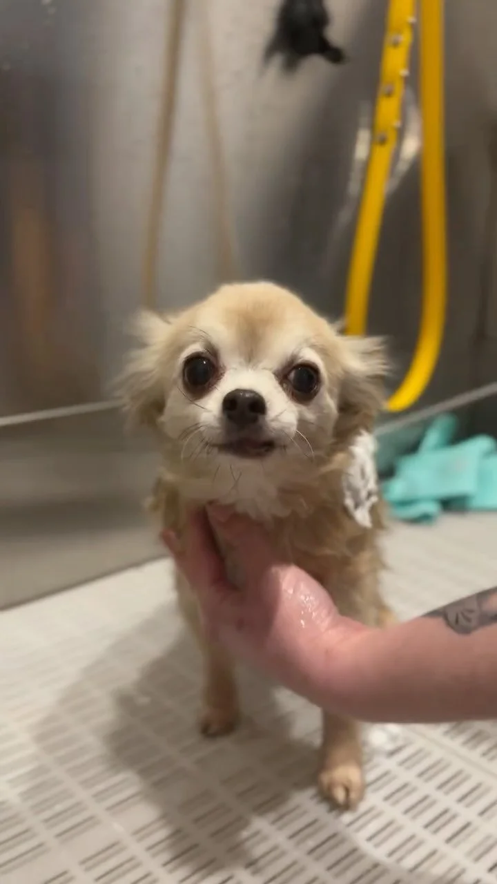 Close-up of a small dog being bathed in a sink, looking at the camera with wide eyes, with a person holding it gently.