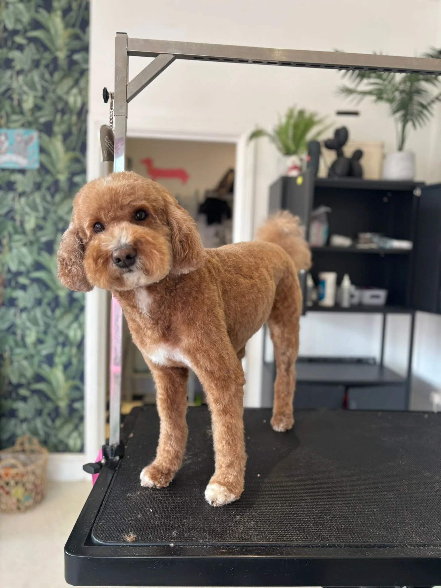 A small brown dog with curly ears standing on a grooming table in a pet grooming salon.