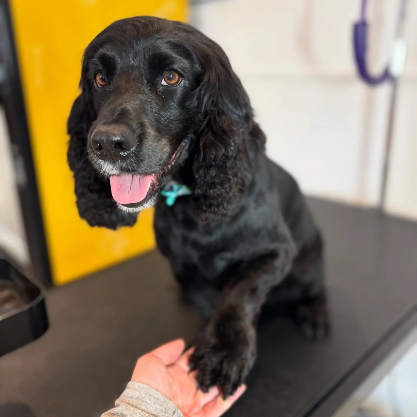 Black Cocker Spaniel with brown eyes holding a person's hand, sitting on a grooming table.