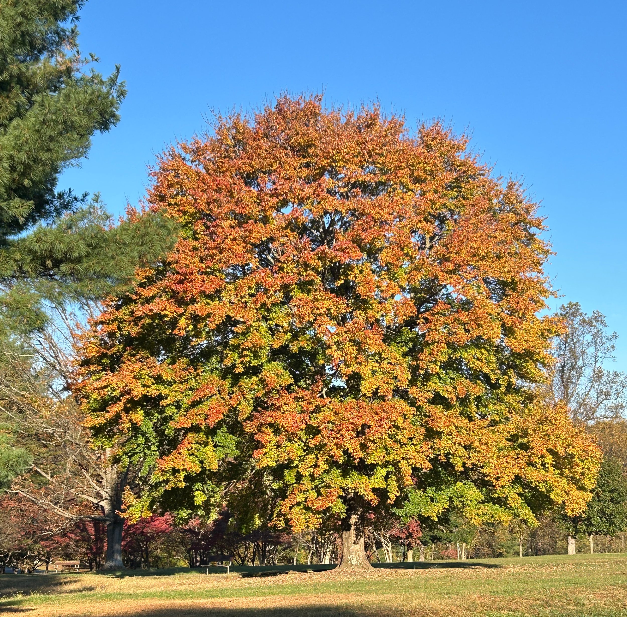 All in the Fall