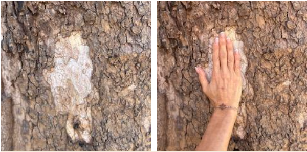 Finding harmony in nature can make us feel grounded.