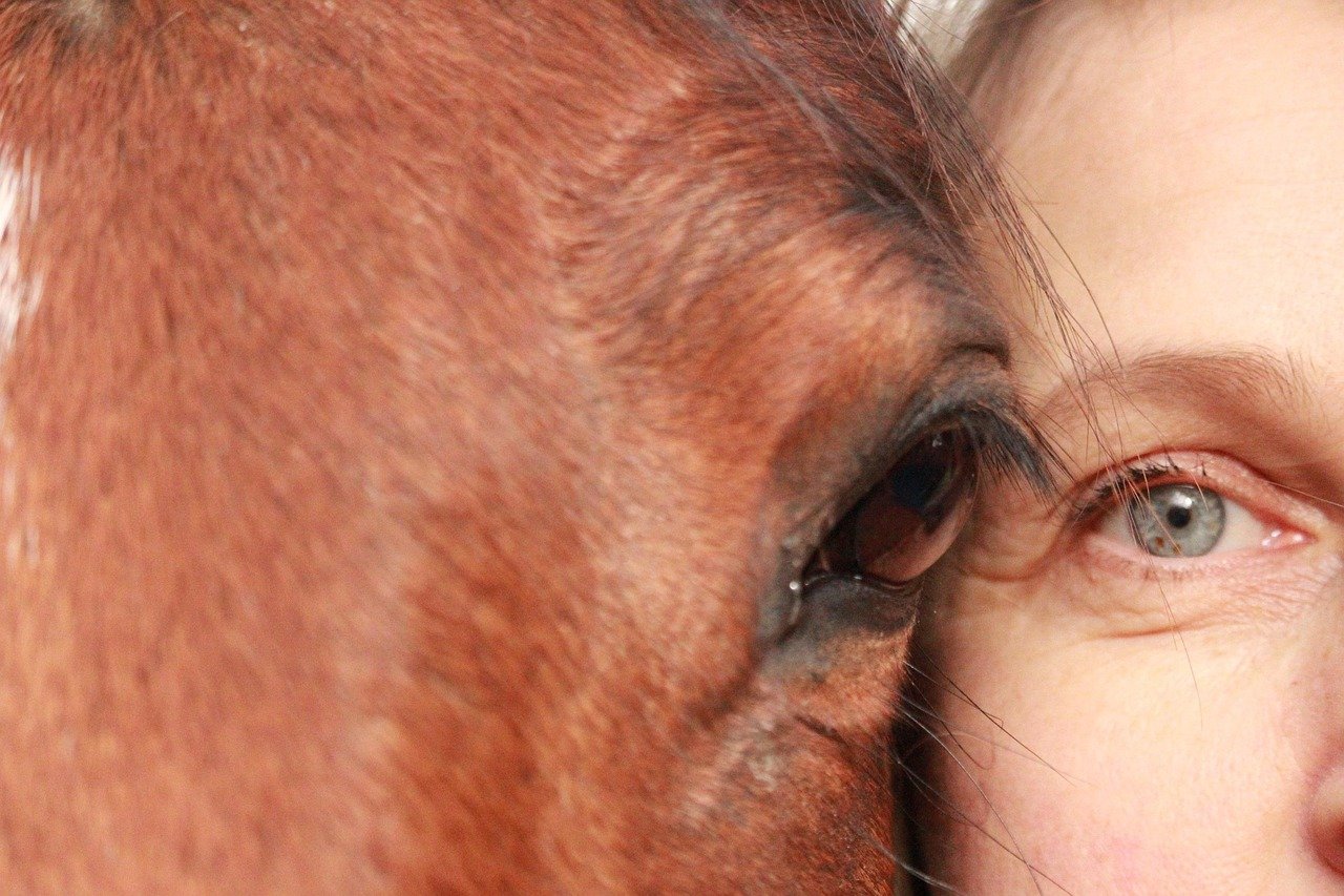 🐴 Sanació Energètica i Corporal en Camilla (Assistida amb Cavalls)