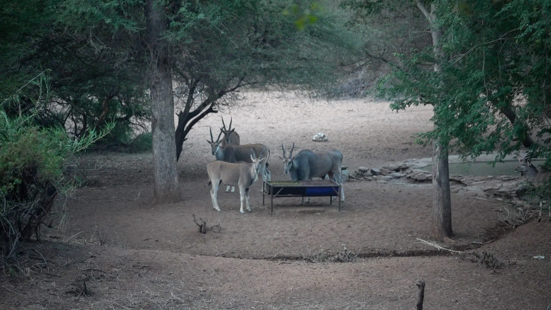 Group of six antelope, including three with prominent horns, gathered around a feeding trough in a wooded area with trees and dry ground.