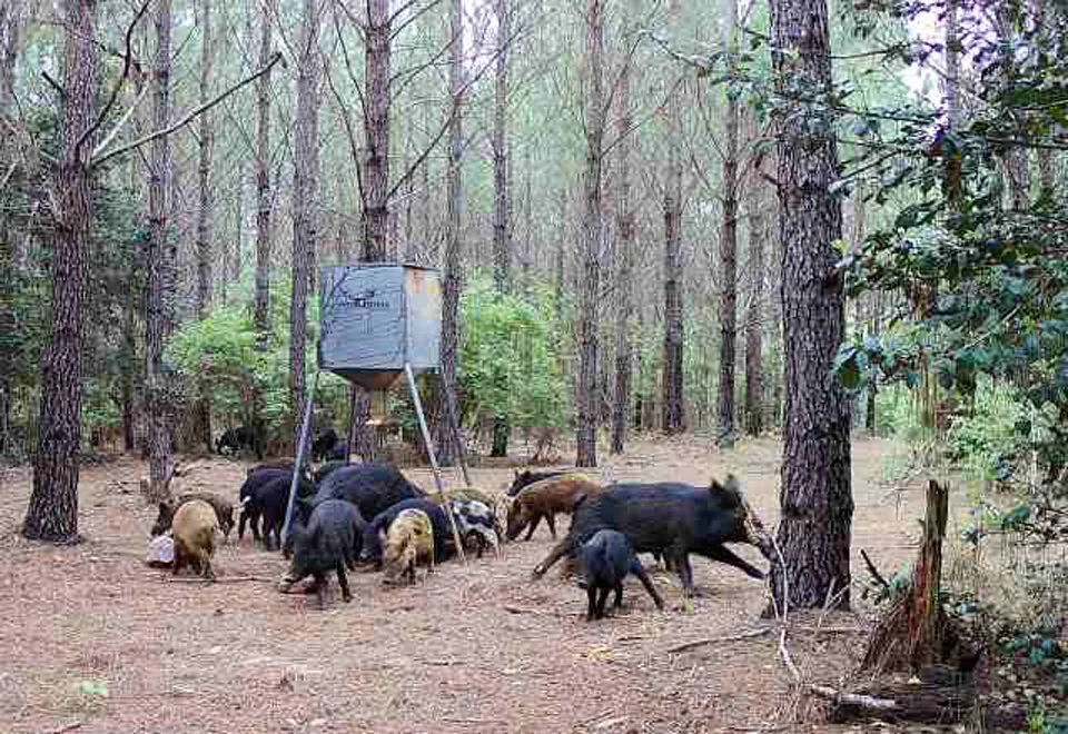 Group of pigs, including some baby pigs, near a tree in a wooded forest, with a wooden feeder on stilts.