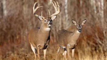 Two deer standing in a forested area with brown foliage.