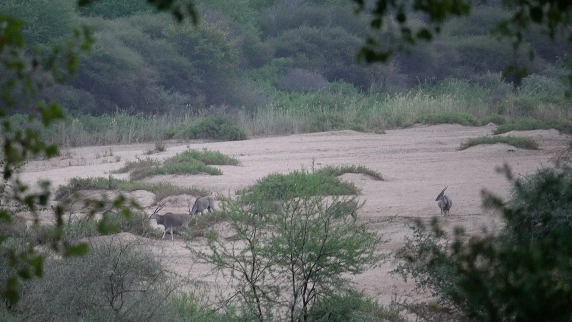 A view of a savannah landscape with bushes and trees in the foreground, and a few oryx standing on sandy ground in the distance.