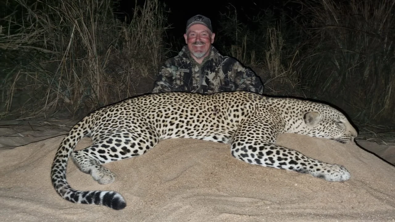 A man in camouflage clothing and a baseball cap kneels behind a large, dead leopard lying on sand with tall grass in the background.