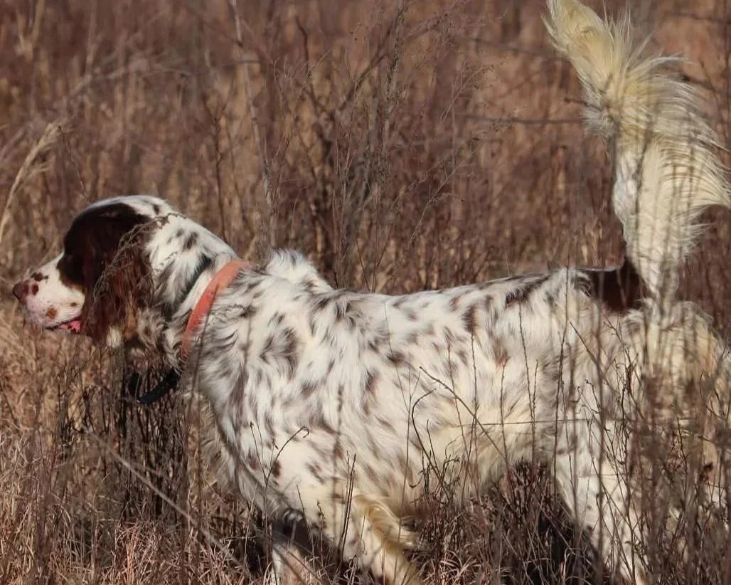 A dog with a white coat and brown spots standing in tall grass with dry bushes, facing left.