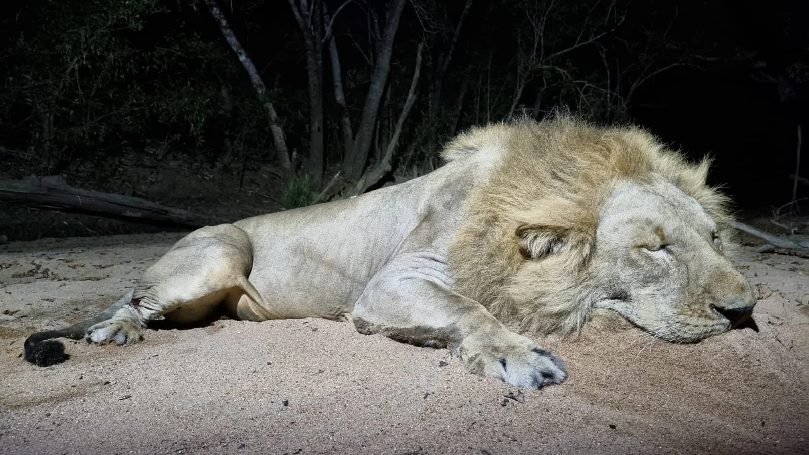 A lion resting on sandy ground at night with trees in the background.