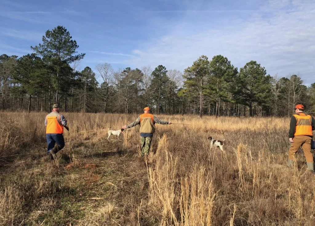 Three people in orange safety vests walking in a field with two dogs, surrounded by tall grass and trees under a clear sky.