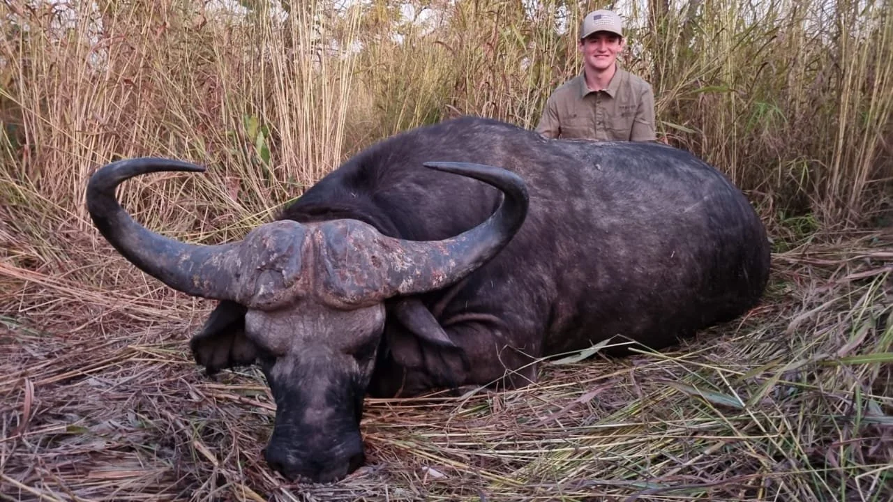 A man kneeling behind a large dead buffalo with curved horns, lying in tall grass.