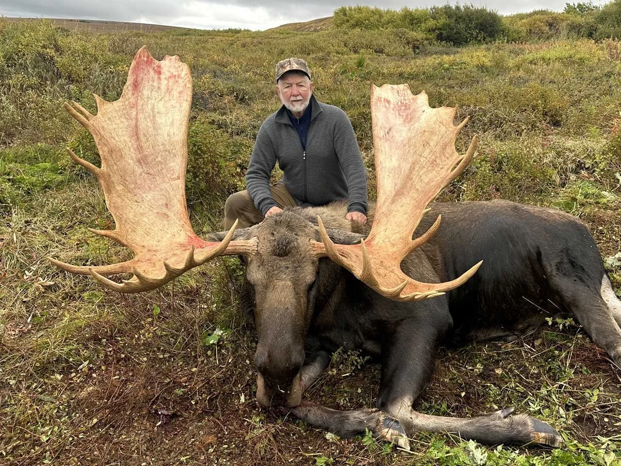 A man kneels behind a large moose with impressive antlers lying on the ground in a grassy, bushy field. The man is dressed warmly in a gray jacket and camouflage cap, and the moose appears to be deceased.