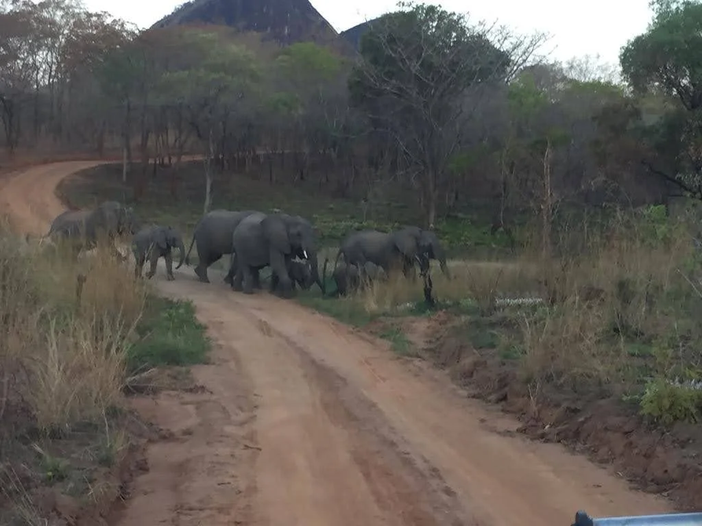 A herd of elephants crossing a dirt road in a savannah landscape with trees and shrubs.