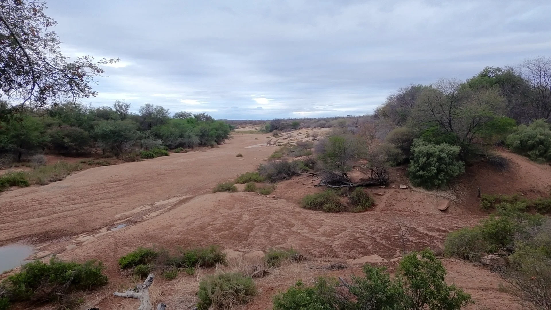 A dry riverbed surrounded by sparse trees and shrubs under a cloudy sky in a semi-arid landscape.