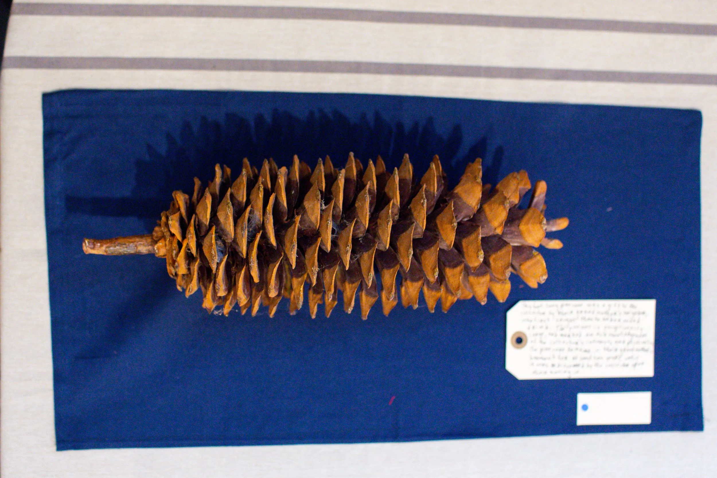 A large pine cone displayed on a dark blue background with a small description card nearby.
