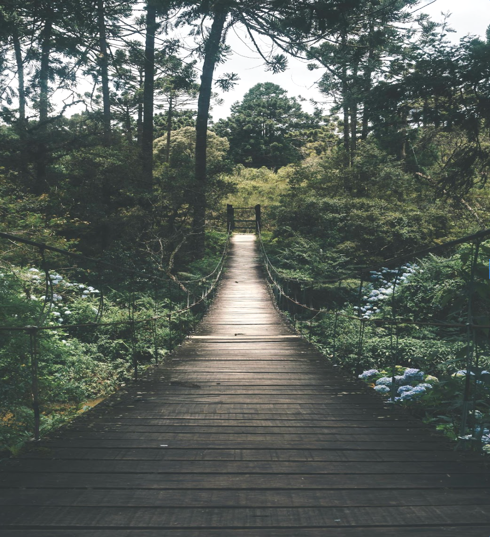 Wooden suspension bridge crossing a lush green forest with trees and flowering bushes.