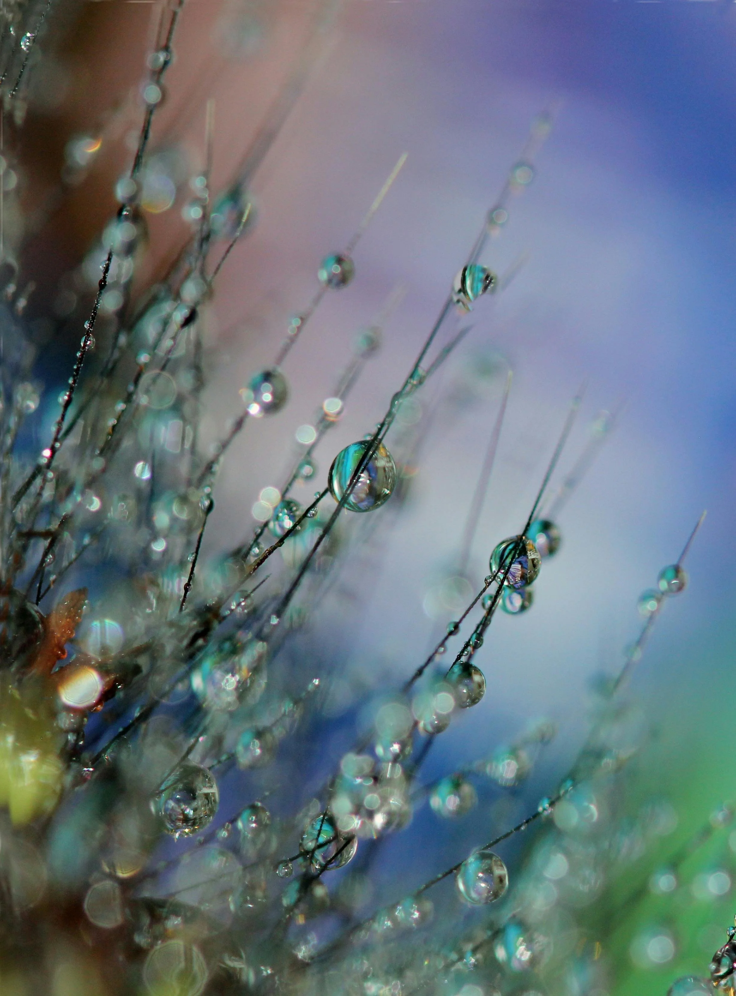 Close-up of water droplets on thin plant filaments, with a soft colorful bokeh background.