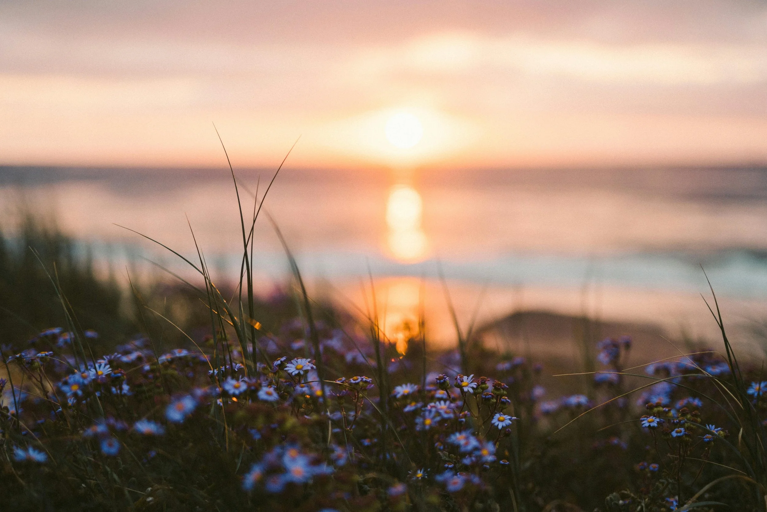 Sunset over the ocean with purple and yellow flowers and tall grass in the foreground.