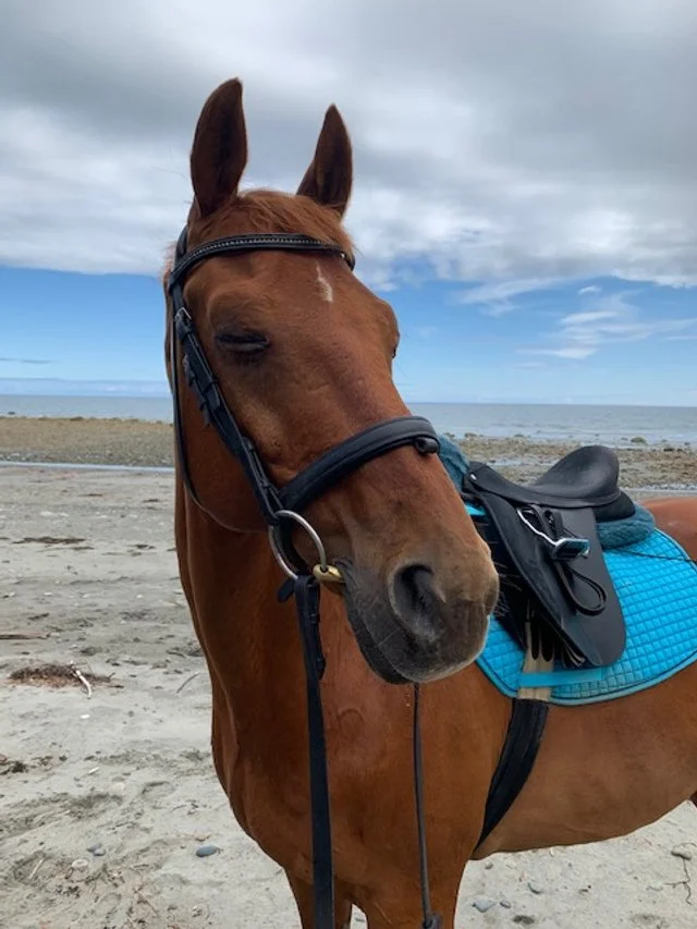 A chestnut horse with a saddle and bridle stands on a sandy beach near the ocean under a cloudy sky.