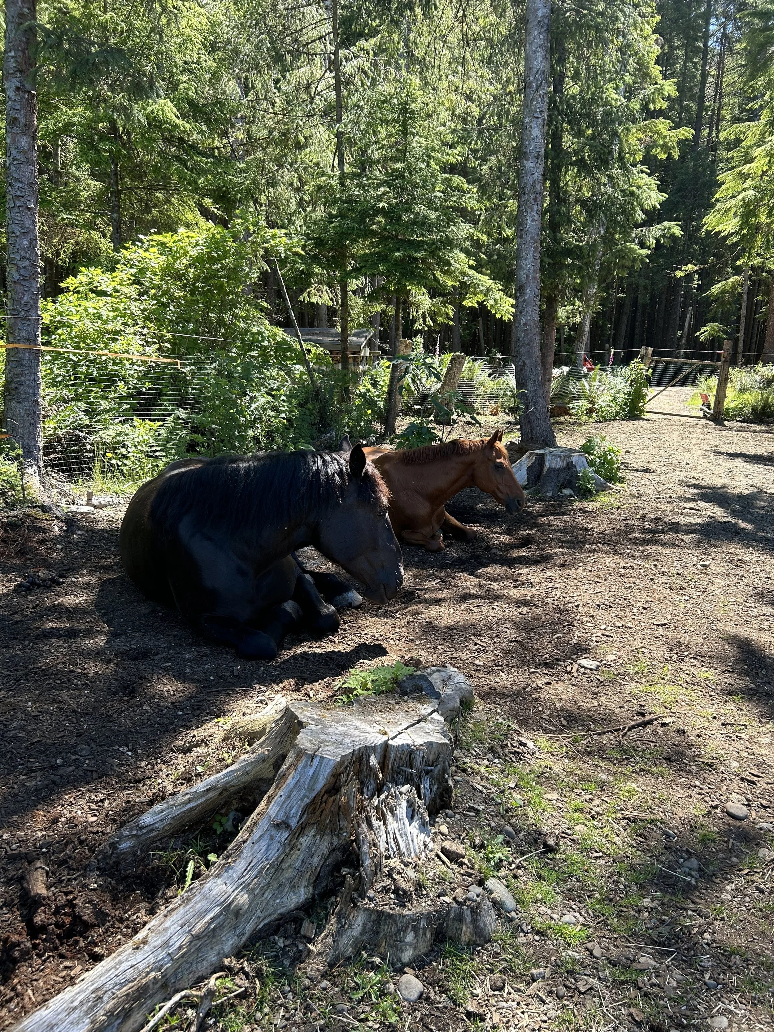 Two horses resting on the ground in a wooded area, with trees and fencing in the background.
