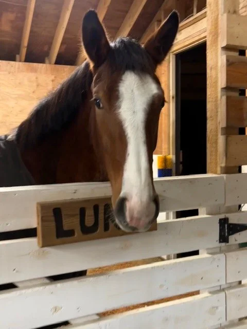 A horse with a white stripe on its face looking over a wooden barn stall door.