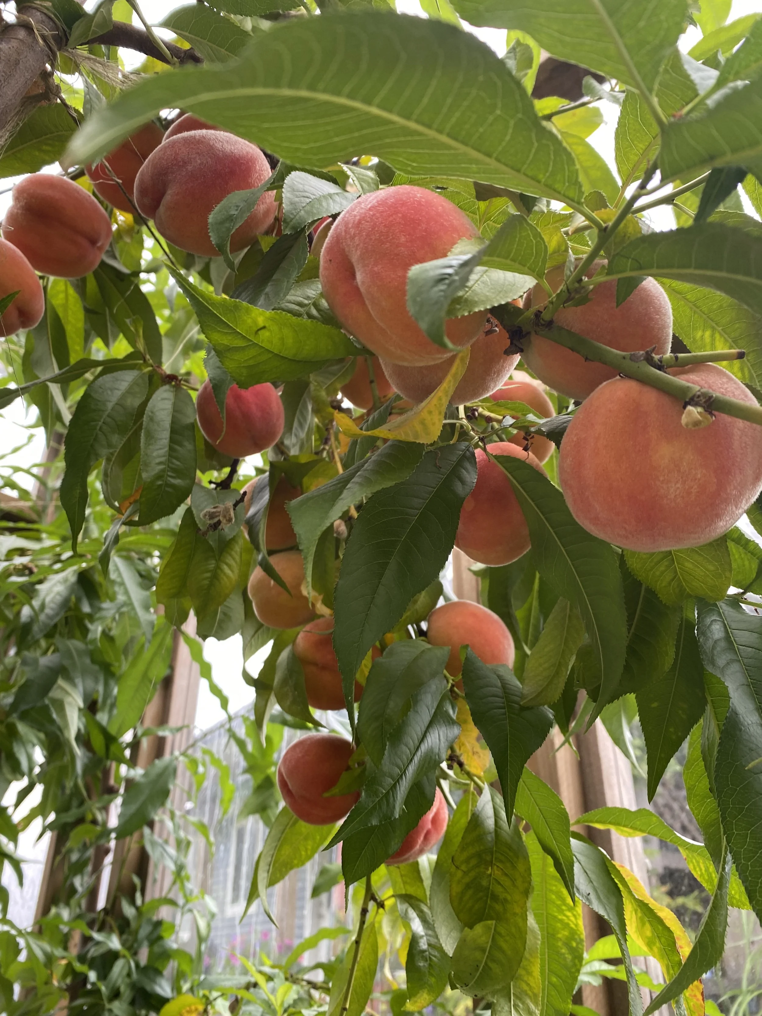 Peach tree branches with ripe peaches and green leaves.