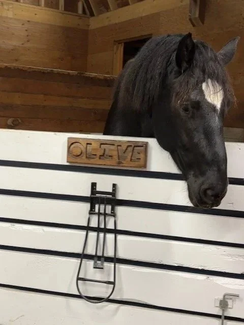 A black horse with a white blaze on its face is leaning over a white horse stall door inside a wooden stable.