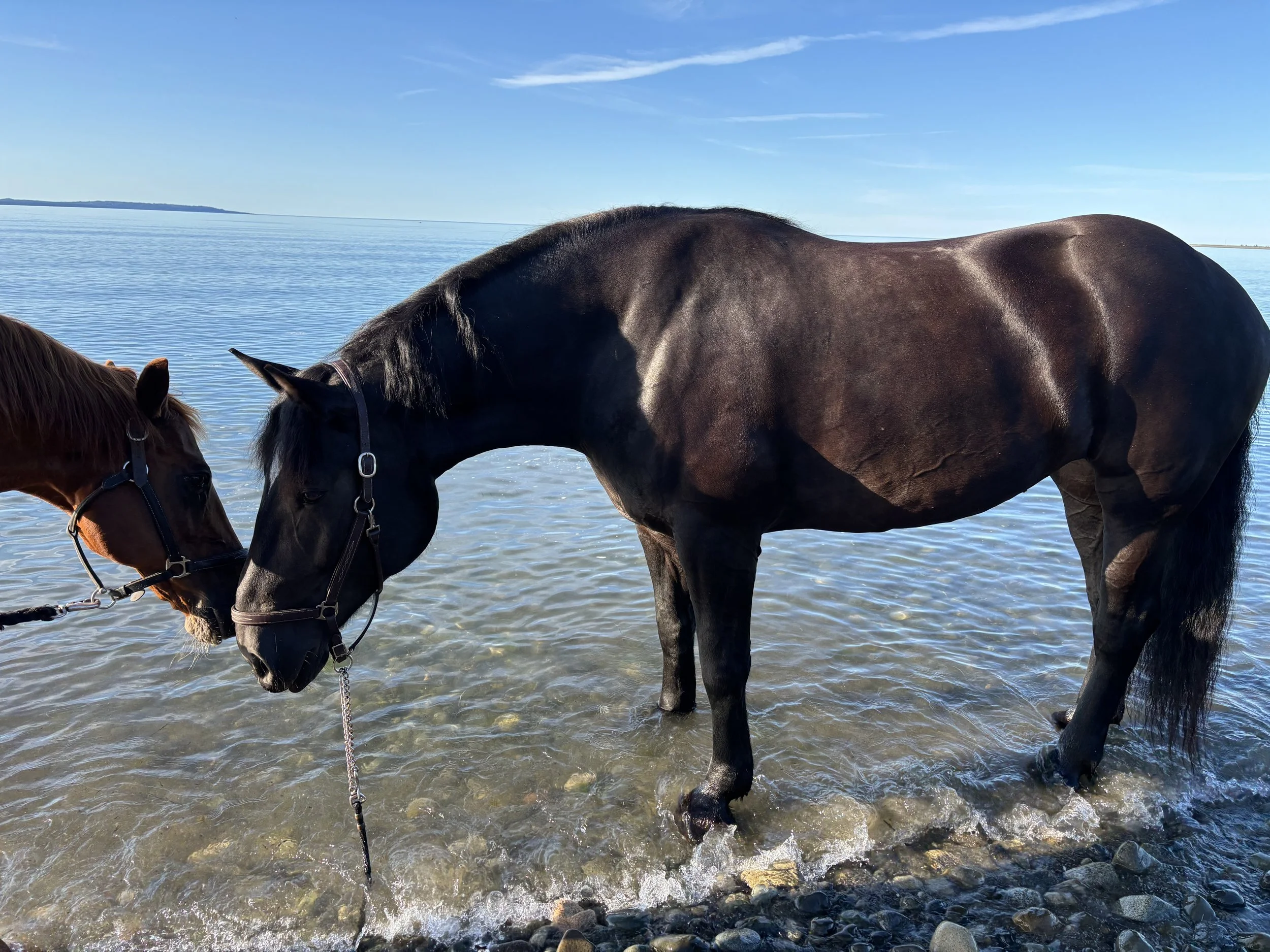 Two horses, one dark brown and one black, stand in shallow water at a beach, touching noses on a sunny day with a clear blue sky.