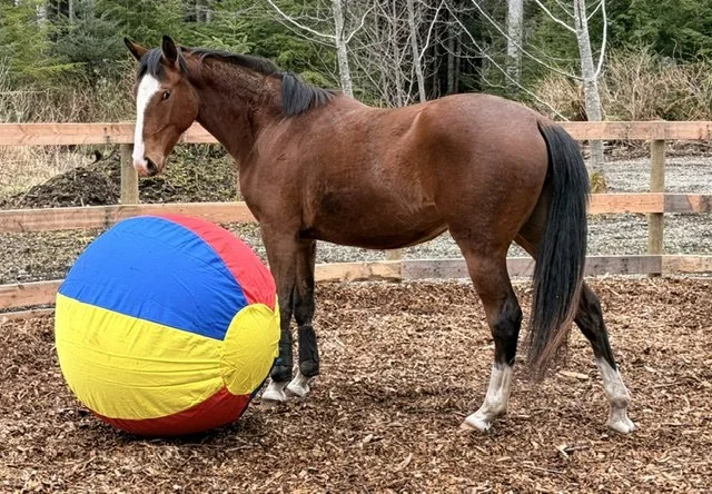 Harmonic Horsemanship - Private Lesson (Monday, October 12, 2026)