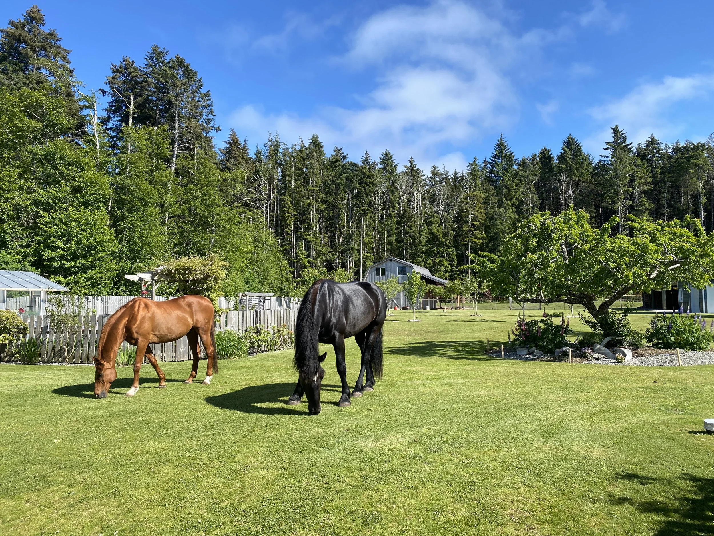 Two horses grazing on a grassy field with trees and a house in the background under a partly cloudy blue sky.