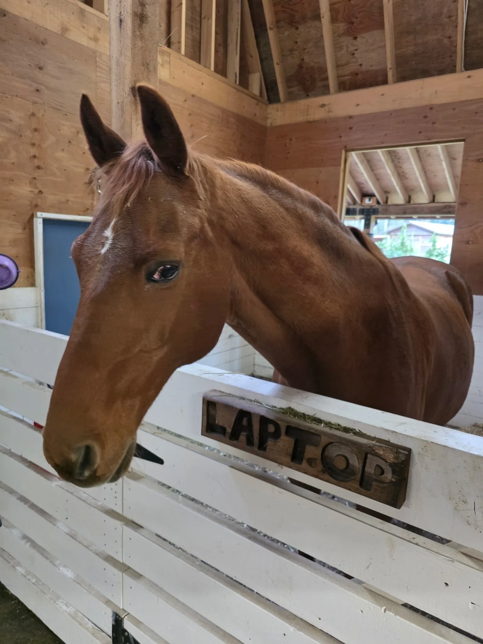 A brown horse standing inside a wooden stable, looking over a white wooden fence with a sign that reads 'LAP T. OP'.