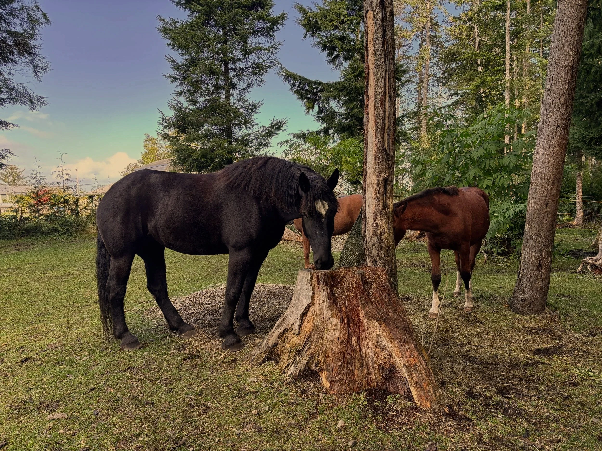 Three horses grazing and standing around a large tree stump in a wooded outdoor area.
