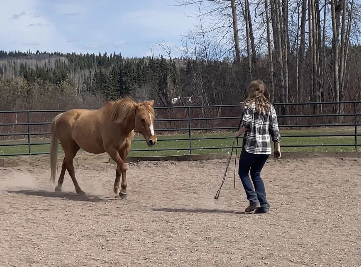 Harmonic Horsemanship - Day 1 Only