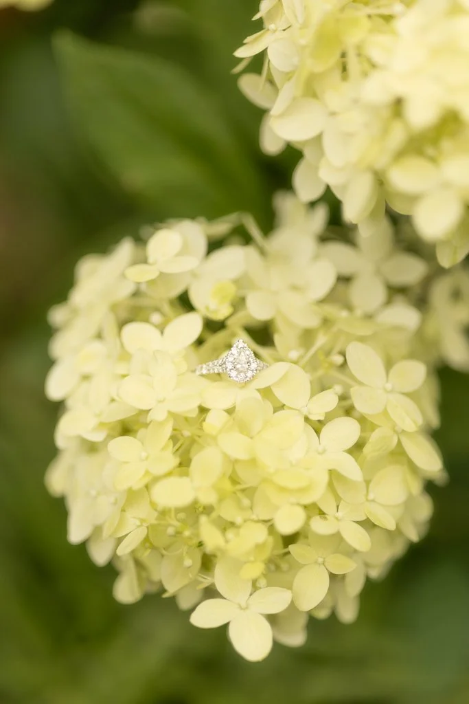 Close-up of a cluster of pale yellow hydrangea flowers with a diamond engagement ring placed on the petals.